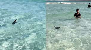 Pinguim é visto nadando em meio aos banhistas em Arraial do Cabo, no RJ