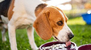 Animais de estimação sofrem com tempo seco: saiba como protegê-los neste período