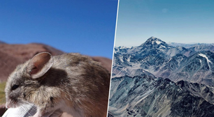 Acabamos de encontrar um mamífero em um lugar impossível: nos Andes, a uma altitude de quase 7.000 metros
