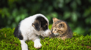 Adotou cachorro e gato? Veja 10 duplas de nomes criativas inspiradas em comidas e personagens