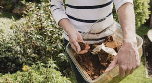 Borra de café faz bem para estas plantas: elas crescem mais fortes e bonitas