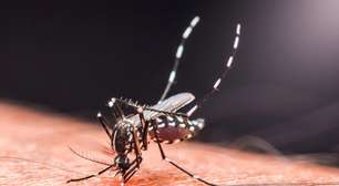 Novas vacinas contra chikungunya avançam no Brasil