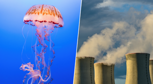 Usina nuclear da França é invadida por águas-vivas