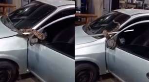 Funcionários resgatam cobra escondida em capô de carro no interior do RJ