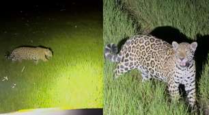 Onça-pintada passa a poucos metros de carro com turistas no Pantanal; veja