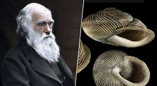 O sonho de Darwin era subir o vulcão Teide, na Espanha. Ele teria descoberto moluscos únicos no mundo inteiro