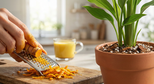 Cúrcuma: Veja como cultivar e os benefícios à saúde