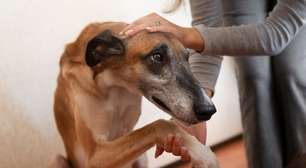 Sintomas de demência canina: 7 sinais que podem aparecer no comportamento do cão