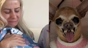 Morre Pituca, pinscher famosa pelo mal-humor nas redes: 'Vai morder todos lá no céu'