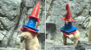 Filhote de urso-polar viraliza ao brincar com cones de trânsito em aquário no Japão; veja