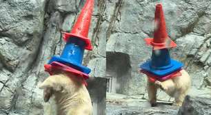 Filhote de urso polar brinca com cones de trânsito em aquário no Japão