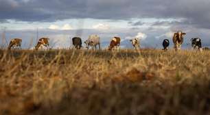 Após 52 dias de calor extremo, seca reduz produção de legumes e ameaça abastecimento na França