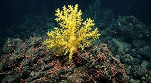 Coral élfico: cientistas usam língua de 'O Senhor dos Anéis' para batizar descoberta