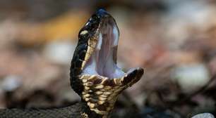 Parece cena de filme, mas é real: a assustadora história do jovem que treinou por uma hora com uma cobra altamente venenosa escondida no capacete