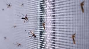 Mosquitos em casa? Especialista revela hábitos que ajudam a afastá-los