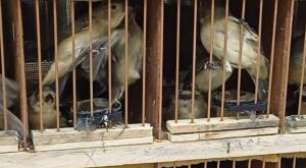 PRF resgata 584 animais silvestres escondidos sob carga de frutas em Pernambuco; homem foi detido