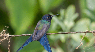 Aves brasileiras: 7 espécies mais bonitas do país