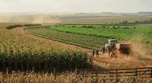 Quatro irmãos dividem a gestão de 3,4 mil hectares entre soja, milho e pecuária, e o cereal que começou como aposta hoje se tornou a principal fonte de renda da fazenda