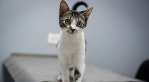 Como levar o gato ao veterinário sem estresse: médica dá dicas