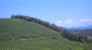 Não basta calcular o carbono: políticas ambientais incompletas também colocam a biodiversidade em risco