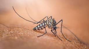 Por que existe o Dia Mundial do Mosquito e o que isso tem a ver com o Nobel