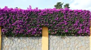 4 plantas com espinhos para proteger os muros da casa