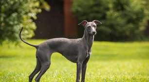 Pequeno lebrel italiano: conheça essa raça de cachorro elegante e cheia de energia