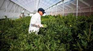 Com US$ 24 milhões, Canadá Cria Consórcio Para Estudar Cannabis e Saúde Cerebral