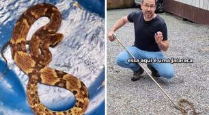 Cobra mais perigosa do Brasil é encontrada em região residencial de SC e capturada por biólogo