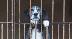 Fim dos "Likes" na crueldade: Projeto em Porto Alegre combate espetacularização da violência animal