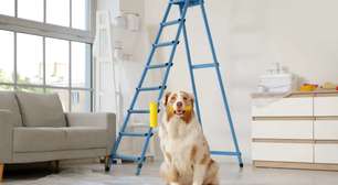 Reforma em casa pode afetar o comportamento dos pets? Veja como tornar esse período mais tranquilo