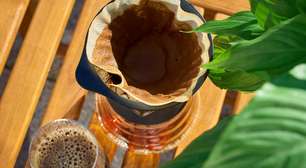 Borra de café nas plantas pode ser uma boa ideia, mas não do jeito que você imagina