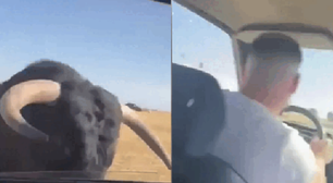 Touro ataca e quebra vidro de carro durante festival popular na Espanha