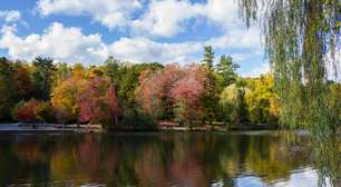 O rio que passou anos enterrado sob um estacionamento e que, em seis meses, Nova York transformou em um imenso habitat aquático