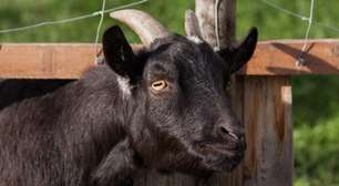Curiosas diferenças entre cabras, bodes, cabritos, cordeiros, ovelhas e carneiros
