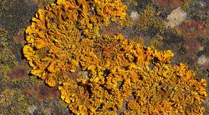 Segredo da China no seu quintal: cientistas revelam que seu solo pode esconder uma fortuna em terras raras e este líquen laranja é a grande pista
