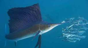 Os peixes mais velozes dos oceanos e seus segredos para tanta agilidade