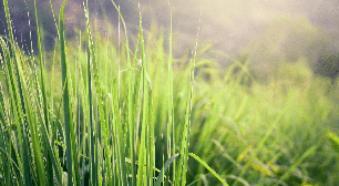 Para que serve a erva-cidreira? 8 benefícios da planta para a saúde