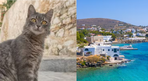 Grécia busca voluntários para cuidar de gatos em ilha paradisíaca