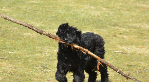 Bouvier des Flandres: esse cão gigante e inteligente é o companheiro ideal para sua família