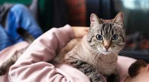 Quem tem gatos é mais solitário? A psicologia explica o que esse vínculo pode revelar