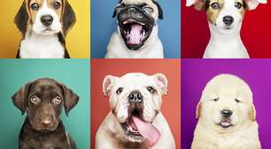 Dia do Cão: o que o signo do seu cachorro diz sobre ele
