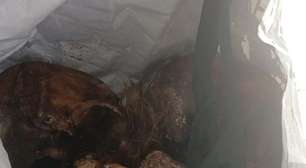 Três crânios humanos são encontrados dentro de sacola com paciente de Caps