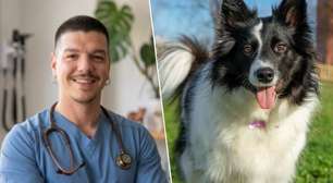 Veterinário afirma: "Não recomendo ter um Border Collie em casa com crianças, pois é um cão de trabalho e, se suas necessidades não forem atendidas, ele pode ficar estressado"
