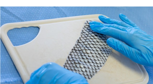 Orgulho nacional: Brasil terá a primeira fábrica do mundo de pele de tilápia para tratar queimaduras e exportar tecnologia médica revolucionária
