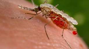 Aeroporto de Frankfurt registra mortes de funcionários por malária transmitida por mosquito