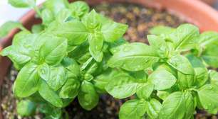 5 tipos de manjericão para cultivar em casa e usar na cozinha
