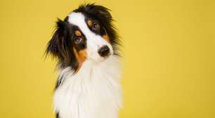 Whey protein para pets? Veterinária explica quando o suplemento é indicado