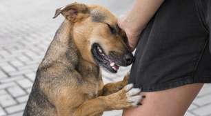 Unidade Móvel de Saúde Animal leva atendimento a cães e gatos da Região Cruzeiro nesta quinta-feira