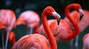Flamingos nascem rosa? Descubra 7 fatos curiosos sobre essas aves